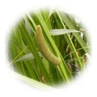 Acorus calamus