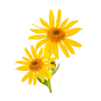 Arnica montana