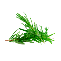 Rosmarinus officinalis