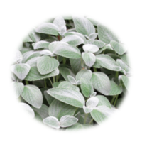 Plectranthus argentatus