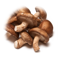 Lentinus edodes