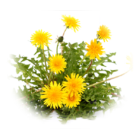 Taraxacum officinale