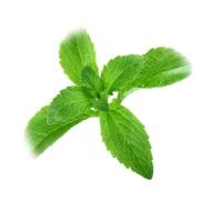 Stevia rebundiana