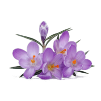 Crocus sativus