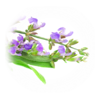 Salvia officinalis