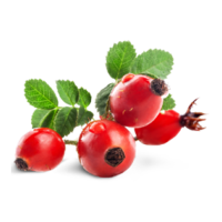 Rosa canina