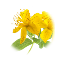Hypericum perforatum