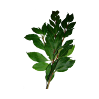 Laurus nobilis