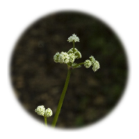 Sanicula europaea