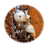 Copaifera officinalis