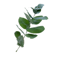 Eucalyptus globulus