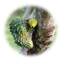 Annona muricata