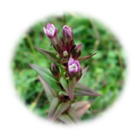 Gentianella alborosea