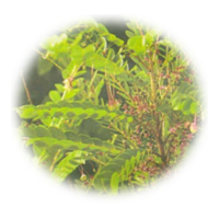 Phyllanthus niruri