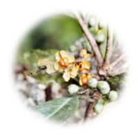 Maytenus macrocarpa