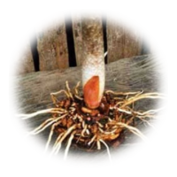 Dracontium loretense