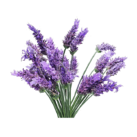Lavandula angustifolia