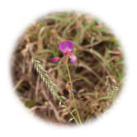 Desmodium adscendens