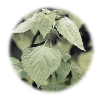 Minthostachys setosa