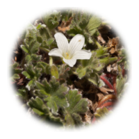 Geranium dielsianum