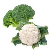 Brassica oleracea