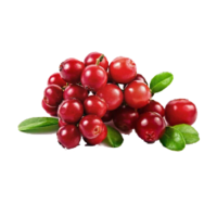 Vaccinium vitis-idaea