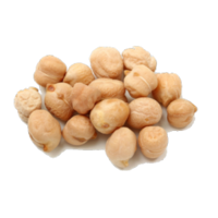 Cicer arietinum