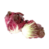 Cichorium intybus / endivia