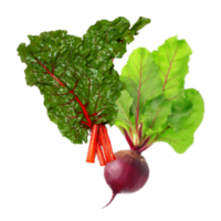 Beta vulgaris/vulgaris subsp. vulgaris