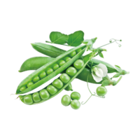 Psium sativum