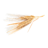 Hordeum