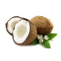 Cocos nucifera