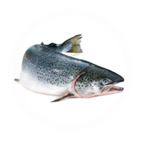 Salmo salar