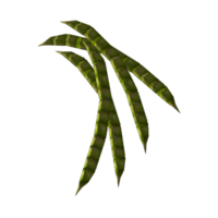 Prosopis pallida
