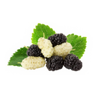 Morus nigra/alba