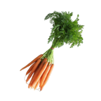 Daucus carota