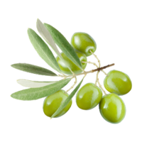 Olea europaea