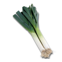 Allium porrum