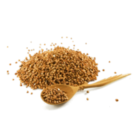 Fagopyrum esculentum