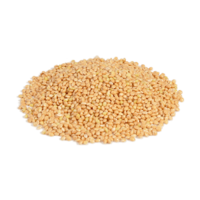 Pancium