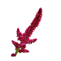 Chenopodium quinoa