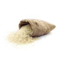 Oryza