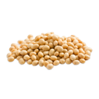 Glycine max