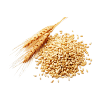 Triticum spelta