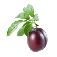 Prunus domestica