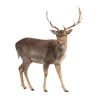 Zvěřina
