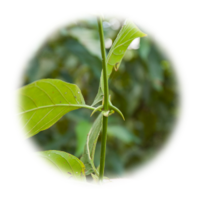 Uncaria tomentosa