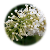 Buddleja incana