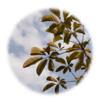 Tabebuia chrysantha/serratifolia