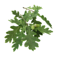 Quercus robur